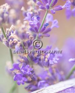 lavender2-c