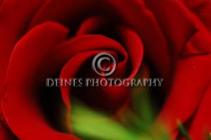 red-rose1
