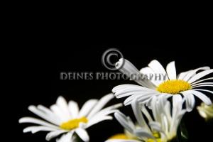 white-daisy-black-background-c