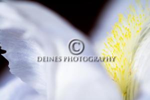 white-flower-c