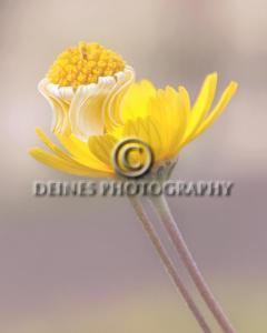 yellow-flower-c