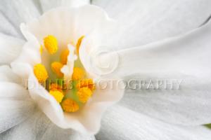 Narcissus Close-Up